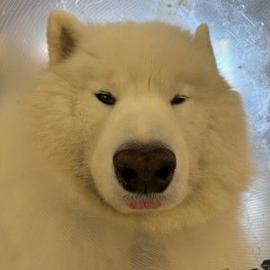 Meet your Posher, Nico